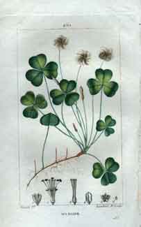 Oxalide (Wood Sorrel), Pl. 261