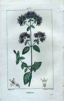 Origan (Origany; Organy, Oregano) Pl. 258