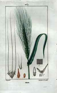 Orge (Barley), Pl. 257