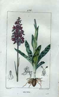 Orchis (Male Fool-Stones; Male Orchis), Pl. 256