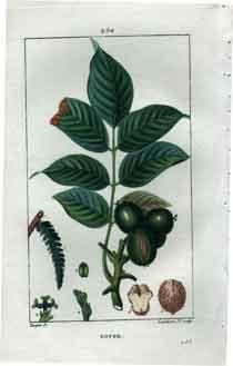Noyer (Walnut Tree), Pl.250