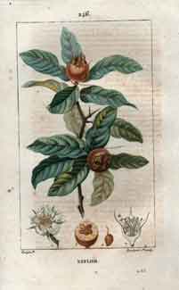 Neflier (Medlar; German Medlar), Pl. 246