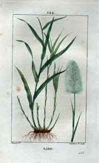 Nard (Spikenard), Pl.244