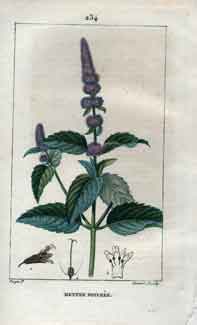 Menthe Poivree (Peppermint), Pl. 234