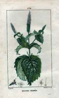 Menthe Crispee (Curled Mint), Pl. 232