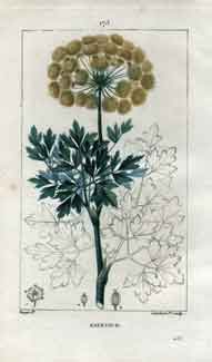 Galbanum (Galabanum), Pl. 175