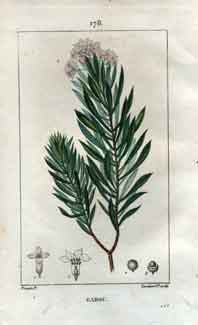 Garou (Flaxleaved Daphne; Thymelea; Spurge-Flax), Pl. 178