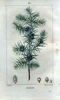 Genevrier (Juniper-Tree) Pl. 180
