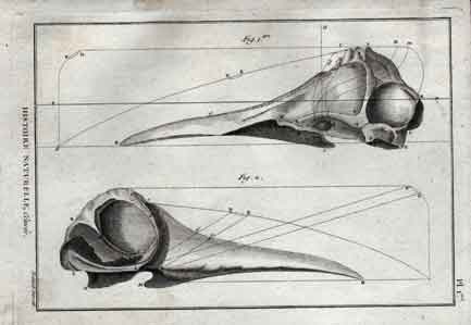 Histoire Naturelle, Cetaces, Pl 1