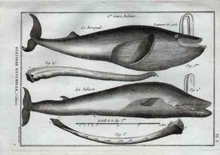 Histoire Naturelle, Cetaces,  Le Rorqual; La Jubarte, Pl 3, Whales