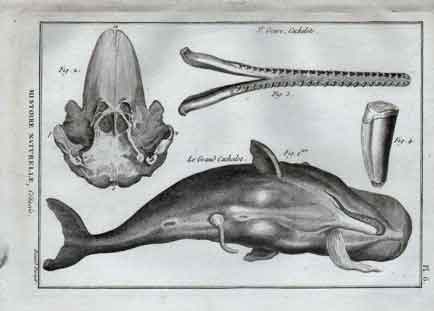 Histoire Naturelle, Cetaces,  Le Grand Cachalot, Pl. 6. Whales