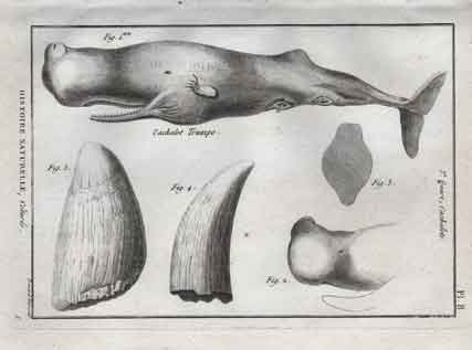 Histoire Naturelle, Cetaces,  Cachalot Trumpo, Pl. 8. Whales