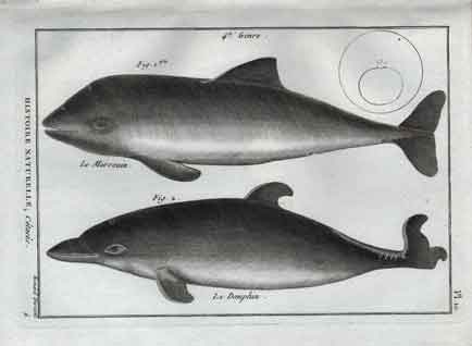 Histoire Naturelle, Cetaces, Le Marsouin, Le Dauphin, Pl. 10 Dolphins