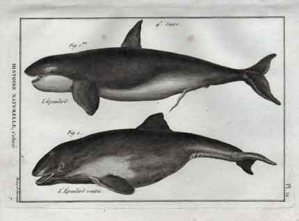 Histoire Naturelle, Cetaces, L’Epaulard; L’Epaulard ventru, Pl. 12 Whales/Dolphins