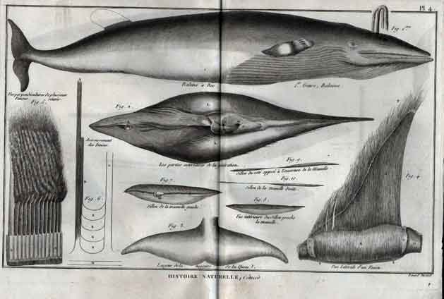Histoire Naturelle, Cetaces, Baleine a Bec Pl. 4: Whales