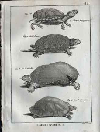 Histoire Naturelle, La Tortue Rougeatre, La Tortue Jaune, La Tortue Molle, La Tortue Grecque, Pl. 5: Turtles