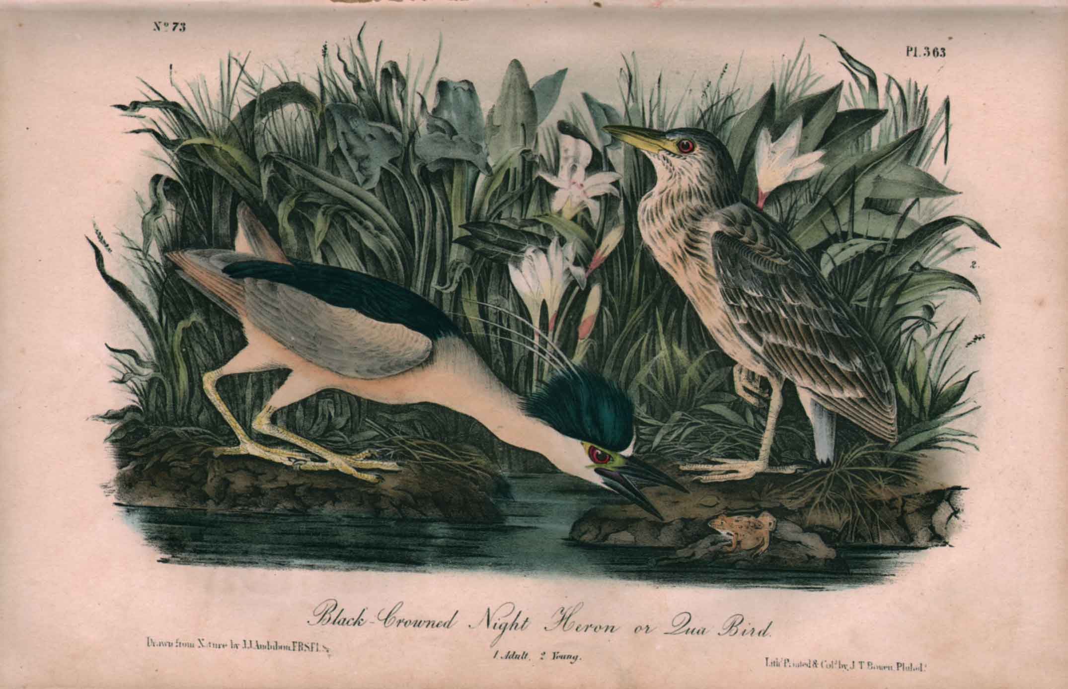 Black-Crowned Night Heron or Qua-Bird, No.73, Pl. 363
