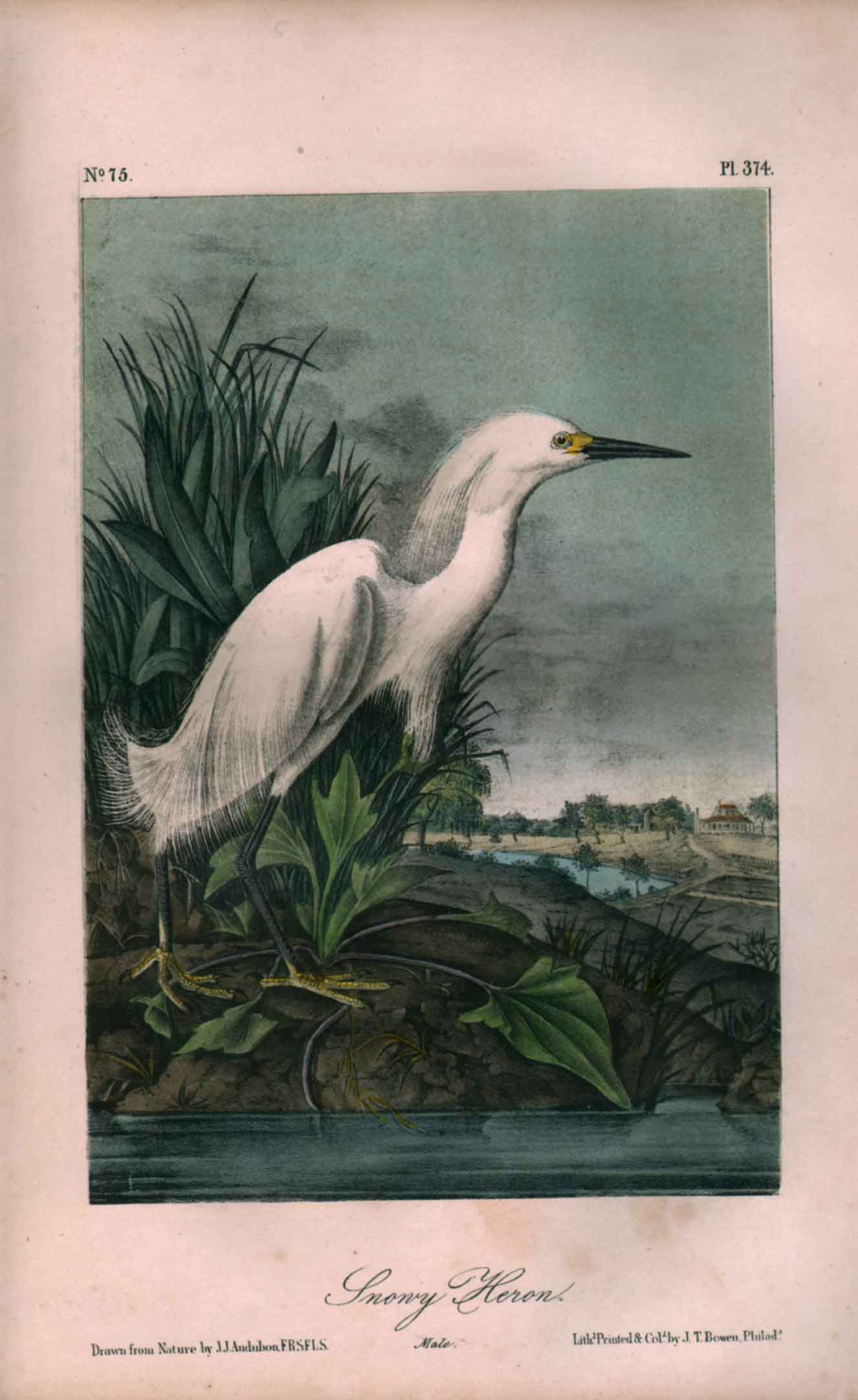 Snowy Heron, No. 75, Pl. 374