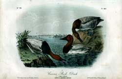 Canvass Back Duck, No. 79, Pl. 395