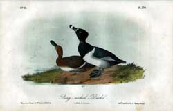 Ring-Necked Duck, No. 80, Pl.398