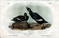 Velvet Duck, No. 81, Pl. 401