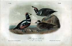 Harlequin Duck, No. 82, Pl. 409