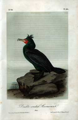 Double Crested Cormorant, No. 84, Pl. 416