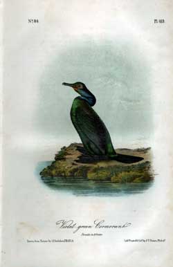 Violet-Green Cormorant, No. 84, Pl. 419