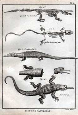 Squellette du Crocodile; Squelette du Lezard gris; Le Gavial