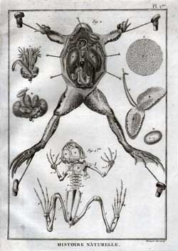 Dissection and parts of Frog.