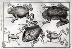 Le. C Pustuleux; Le C. Pipa; Le C. Corma; Le C. Agua; Le C. Marbre