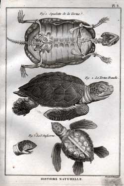 Squelette de la Tortue; La Tortue Franche; La T. Naficorne