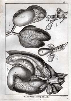 Dissection of Turtle