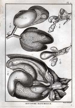 Dissection of Turtle