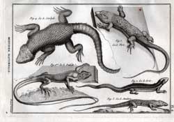 Le L. Cordyle; Le L. Vert; Le L. Galeste; Le L. Gris; Le L. Ameiva