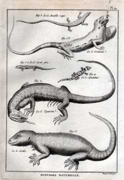 Le. L. Double-raye; Le L. Goitreux; Le L. Sput gris; Le L. Sputateur; Le L. Teguixin; Le L. Gecko.