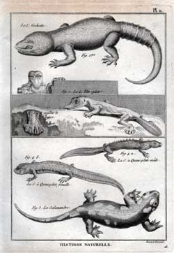 Le L. Geckotte; Le L. Tete-plate; grandeur de nature; La S a Queue-plate male; La S a Queue-plate femelle; La Salamandre