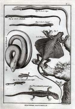 Le L. Seps; Le L. Chalcide; Le L. Cannele; Le L. Dragon; Le Sheltopusik; La Salamandre trois doigts; La Salamandre ponctuee