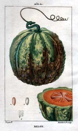 Melon p.231