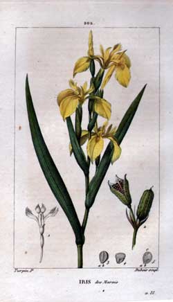 Iris des Marais pg. 202