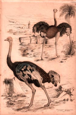 Struthio, Ostriches, 1. S. Camelus The Ostrich 2. Fem. Plate CXXXIII