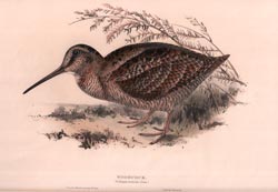 Woodcock, Scolopax rusticola, (Linn.)